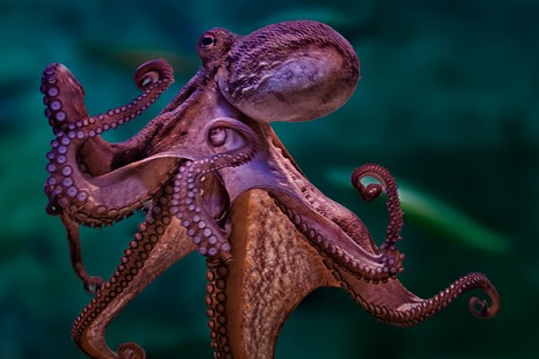 Kraken зеркало рабочее